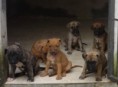 /album/galeria-de-fotos-ninhada-c1-scooby-doo-x-cheetara-de-la-fogueira-/filhotes-c1-35-dias-jpg1/